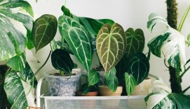 Kambarinių augalų priežiūra